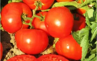 Уракан F1 / Urakan F1