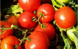 Тропикал Джем F1 / Tropical Gem F1