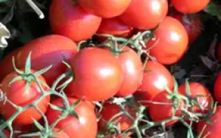 Уно Россо F1 / Uno Rosso F1