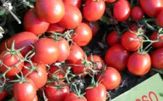 Уно Россо F1 / Uno Rosso F1