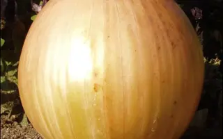 Экстра Ерли Голд F1 / EXTRA EARLY GOLD F1