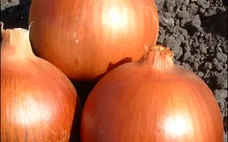 Копер Стар F1 / Copper Star F1