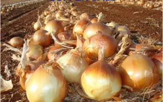 Коппер Бол F1 / Copper Ball F1