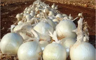 Вайт Маджик F1 / White Magic F1