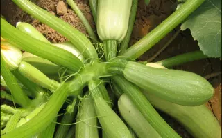 Карамболь F1 / Carambol F1