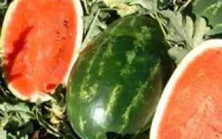 ЭРЛИ САМАНТА F1 / EARLY SAMANTA F1