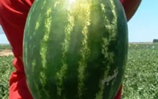 Карнаката F1 / Karnakata F1