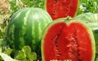 Призматика F1 / Prismatica F1