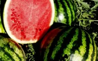 Эрли Джитана F1 / Early Gitana F1