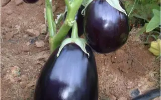 Перфекшен F1 / Perfection F1