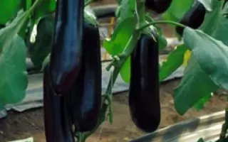 Найт Леди F1 / Nite Lady F1