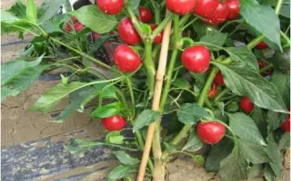 Черри Фаир F1 / Cherry Fire F1