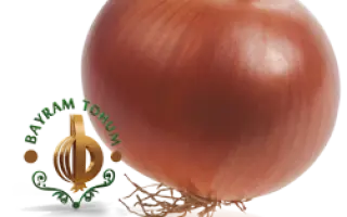 ДОРА / DORA