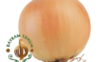 ГОРДИОН / GORDION