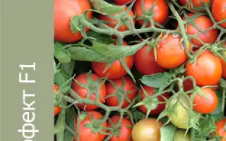 Перфект F1 / Perfect F1