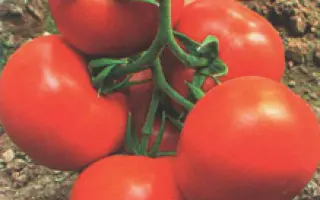 Роксолана F1 / Roksolana F1