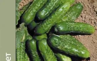 Веласко F1 (Рокет F1)