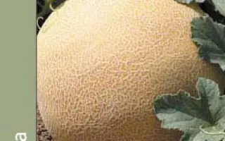 Сега F1 / Cega F1