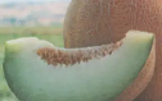 Анзер F1 / Anzer F1