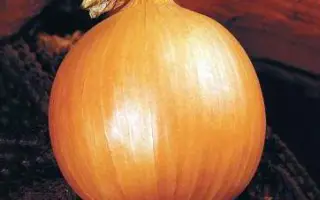 Сулов F1 / Sulov F1