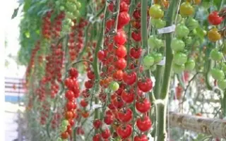 Фаворита F1 / Favorita F1