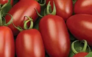 Каприз F1 / Caprese F1