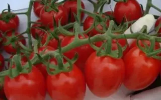 Дашер F1 / Dasher F1