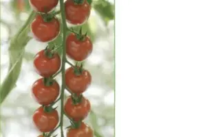 Пиколино F1 / Picolino F1