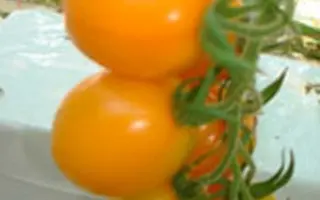 Органза F1 / Organza F1