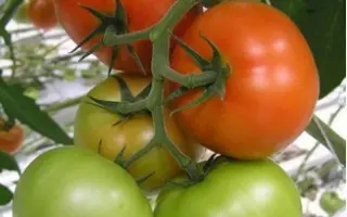 Адмиро F1 / Аdmiro F1