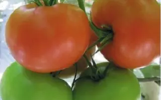 КУНЕРО F1 / KUNERO F1