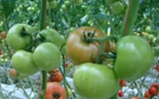 Грейс F1 / Greise F1