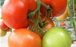 Азарро F1 / Azarro F1