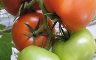 Жеронимо F1 / Джеронімо F1 / Zheronimo F1