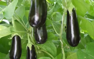 Орион F1 / Orion F1