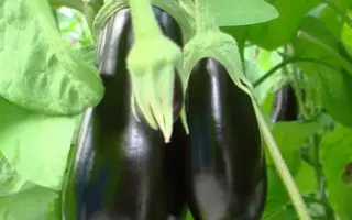 Скорпио F1 / Scorpio F1