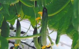 Церес F1 / Ceres F1