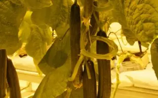 Рапидес F1 / Rapides F1