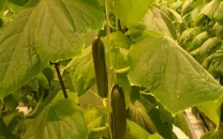 Жавель F1 / Javel F1