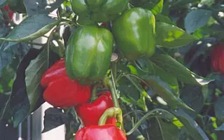 Прего F1 / Prego F1