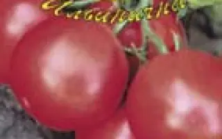 ДЕБЮТАНТКА F1