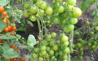 Зеленушка F1