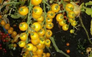 Золотая бусинка F1