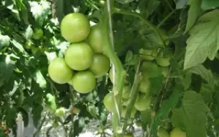 Вологда-град F1