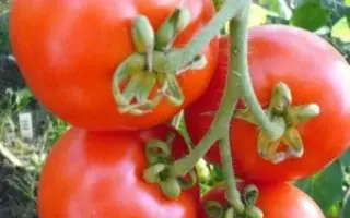 Русский стиль F1