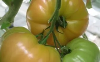 Горожанка F1