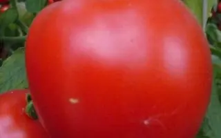 Гардемарин F1