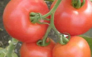 Кавалергард F1