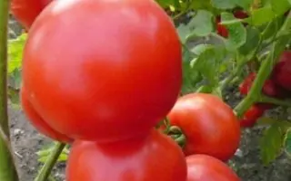 Кавалькада F1