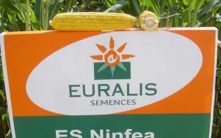 Нинфеа / Ninfea